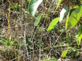 Day 4 - Hummocks - Blue Splotched Dragonfly perching Day 4 - Hummocks - Blue Splotched Dragonfly perching